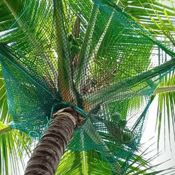 coconut tree safety nets