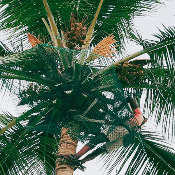 coconut tree safety nets bangalore