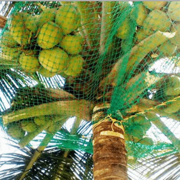 coconut tree safety nets