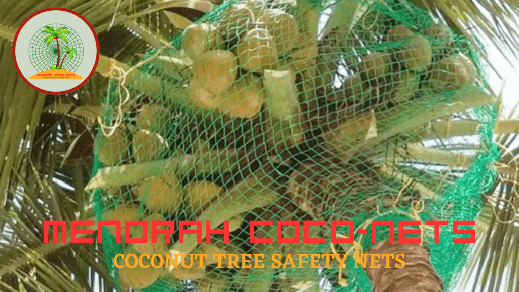 menorah coconets - coconut tree safety net services