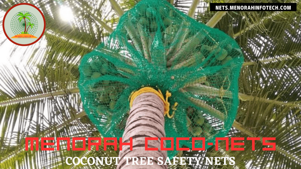 menorah coconets - coconut tree safety nets