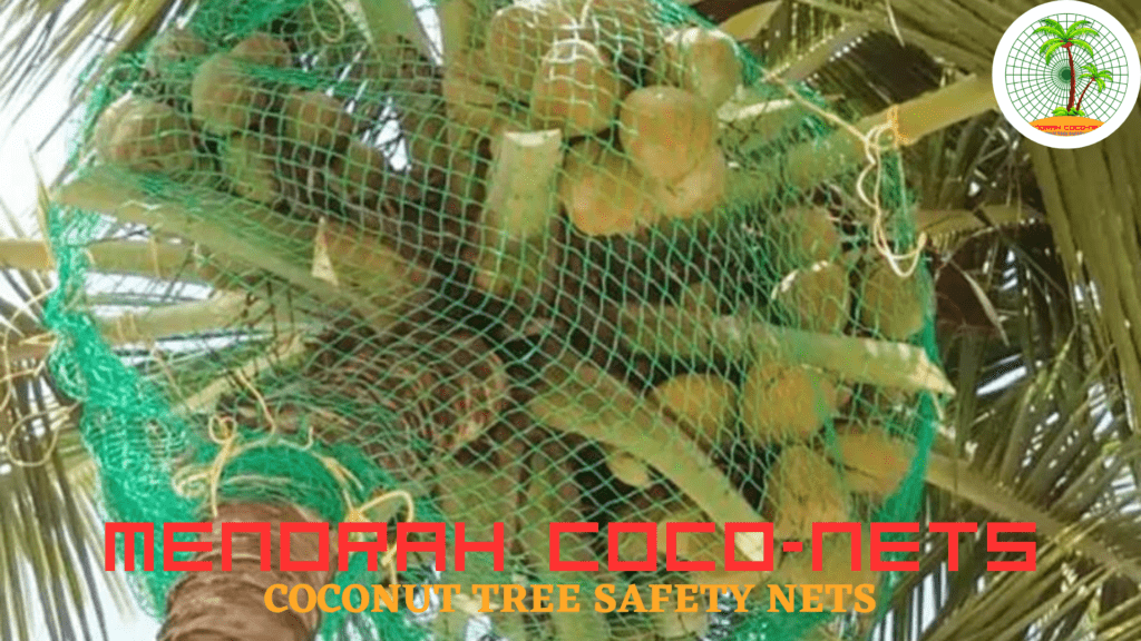coconut tree safety nets - menorah coconets
