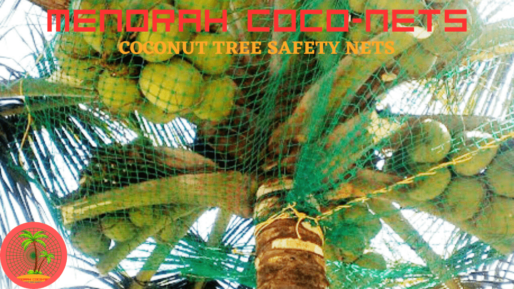 coconut tree safety nets in bangalore - menorah coconets