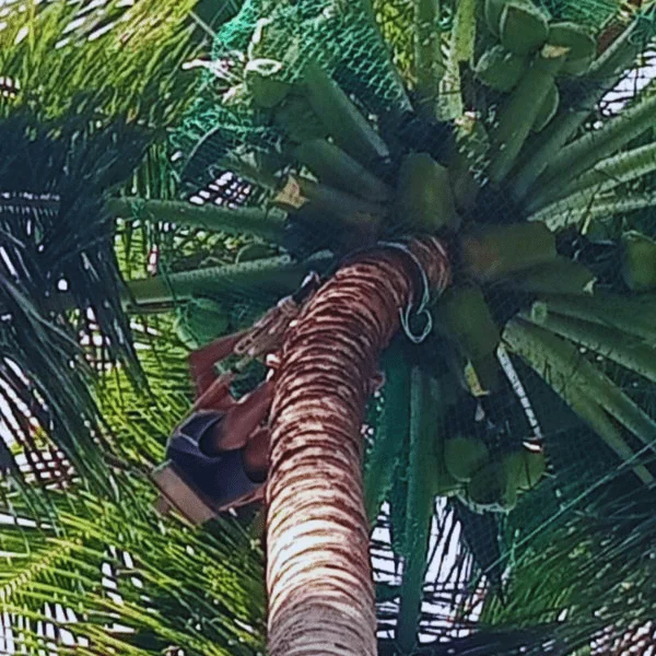 coconut tree safety nets in bangalore