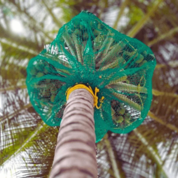 coconut tree safety nets