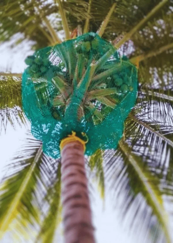 coconut tree safety net image