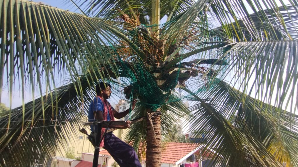 Coconut Tree Nets - Menorah CocoNets - 6362539199